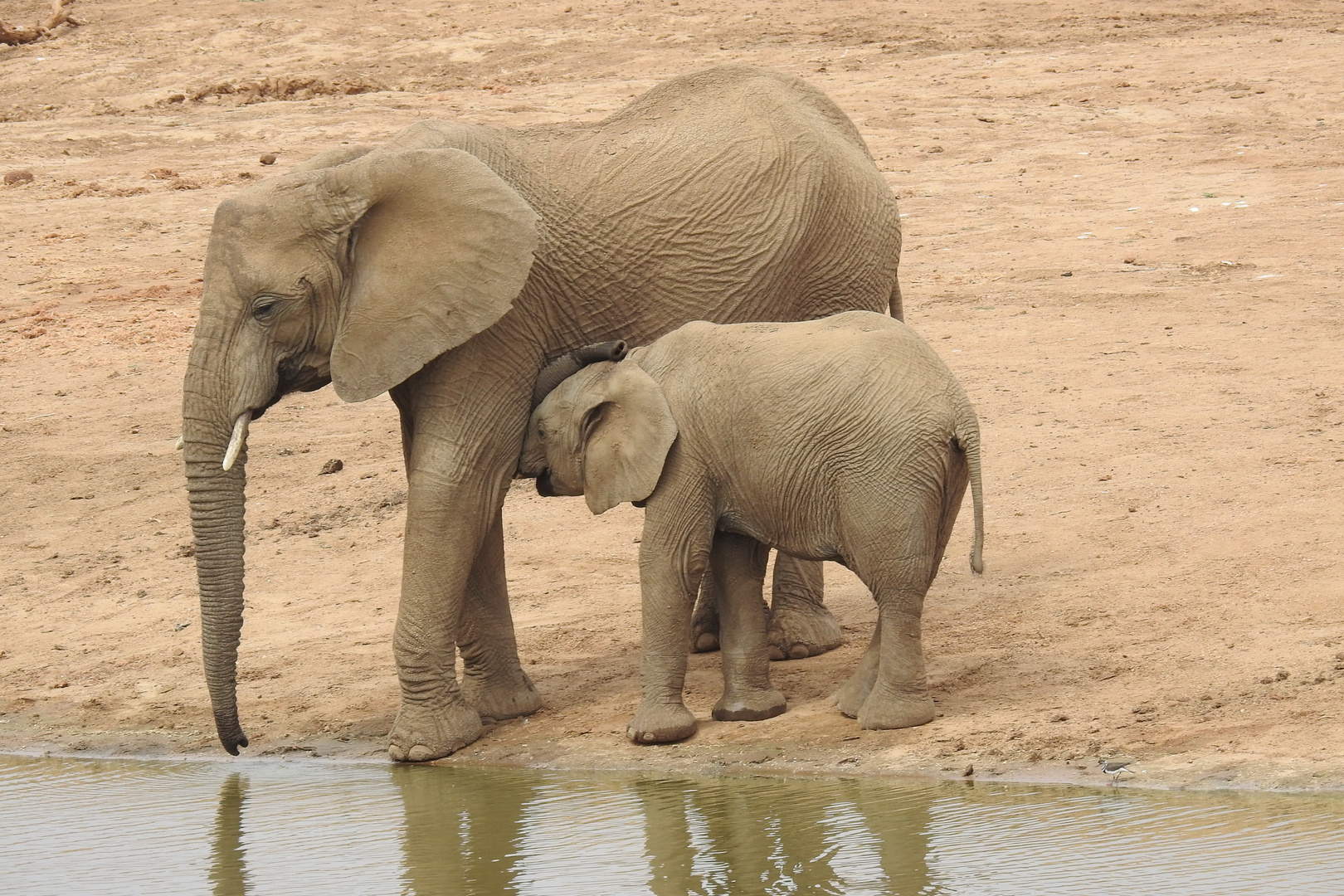 Elefanten in Erindi Namibia 1