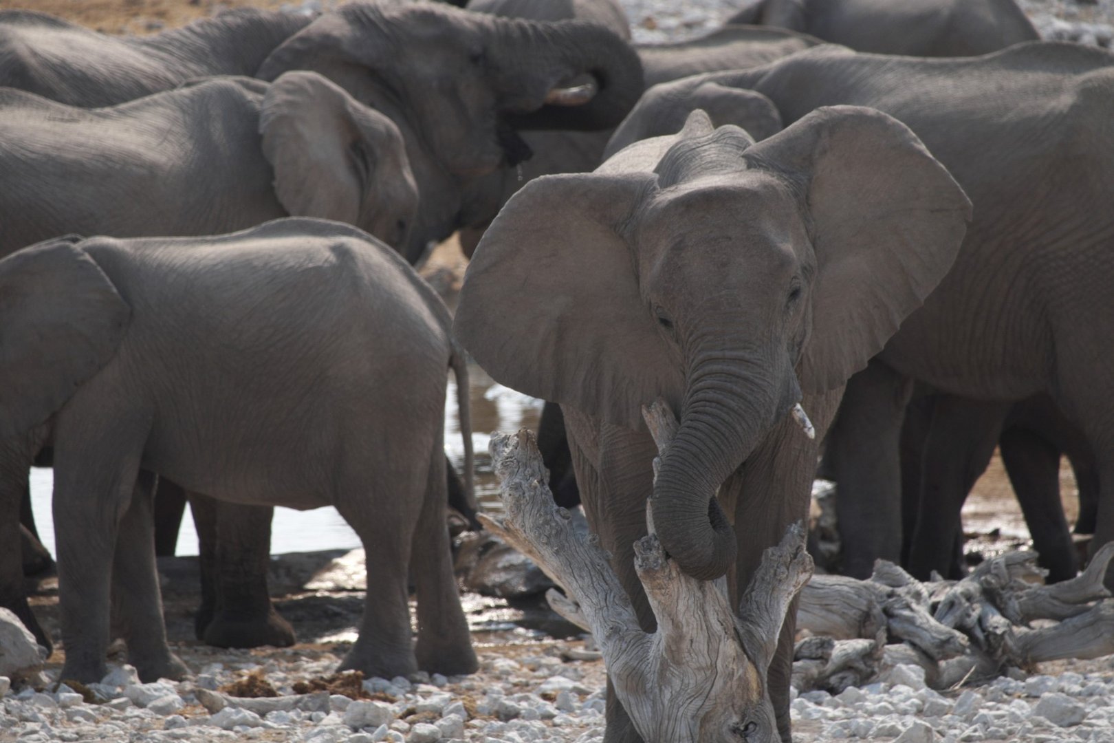 Elefanten in Etosha