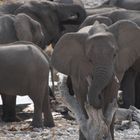 Elefanten in Etosha