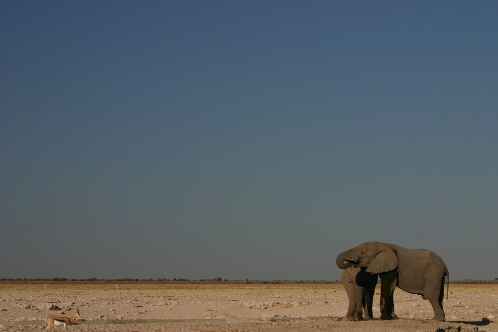 Elefanten in Etosha