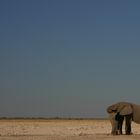 Elefanten in Etosha