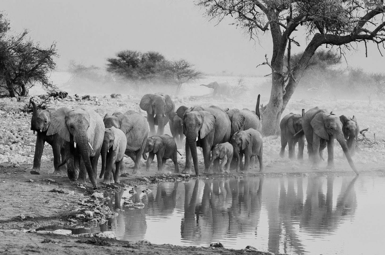 Elefanten in Etosha