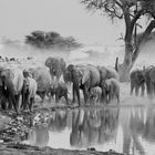 Elefanten in Etosha