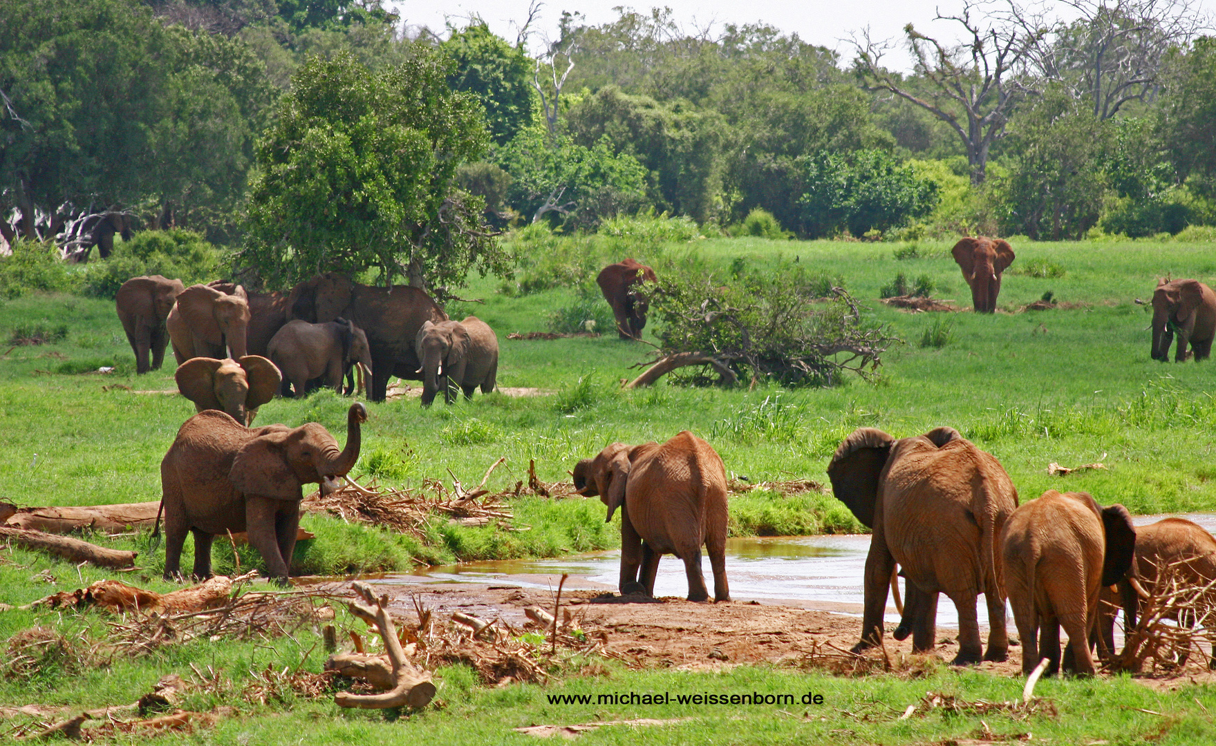 Elefanten in grüner Landschaft