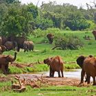 Elefanten in grüner Landschaft