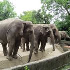 Elefanten in Hagenbecks Tierpark