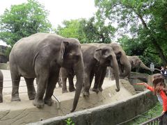 Elefanten in Hagenbecks Tierpark