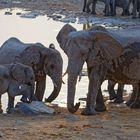 Elefanten in Halali