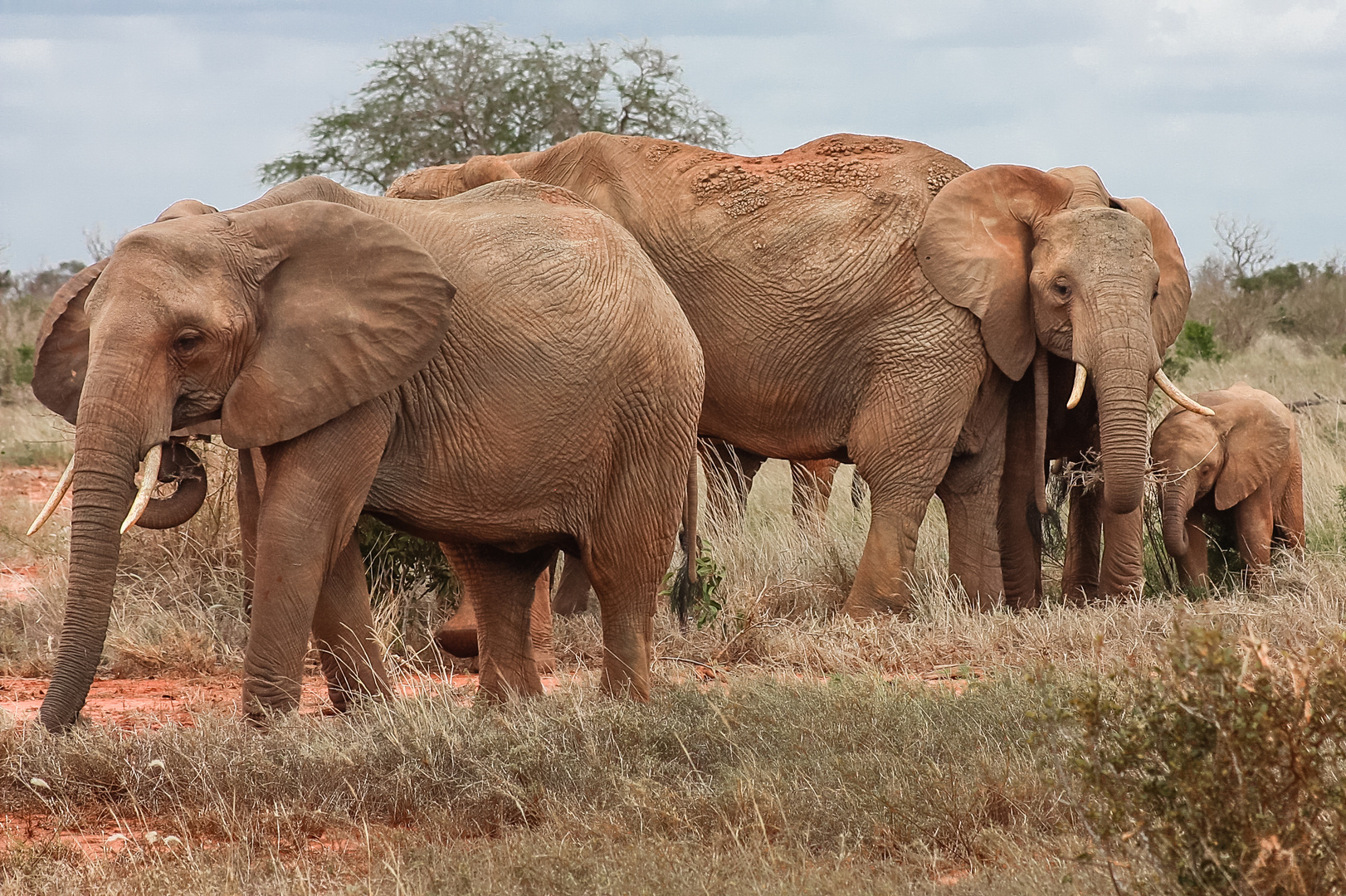 Elefanten in Kenia