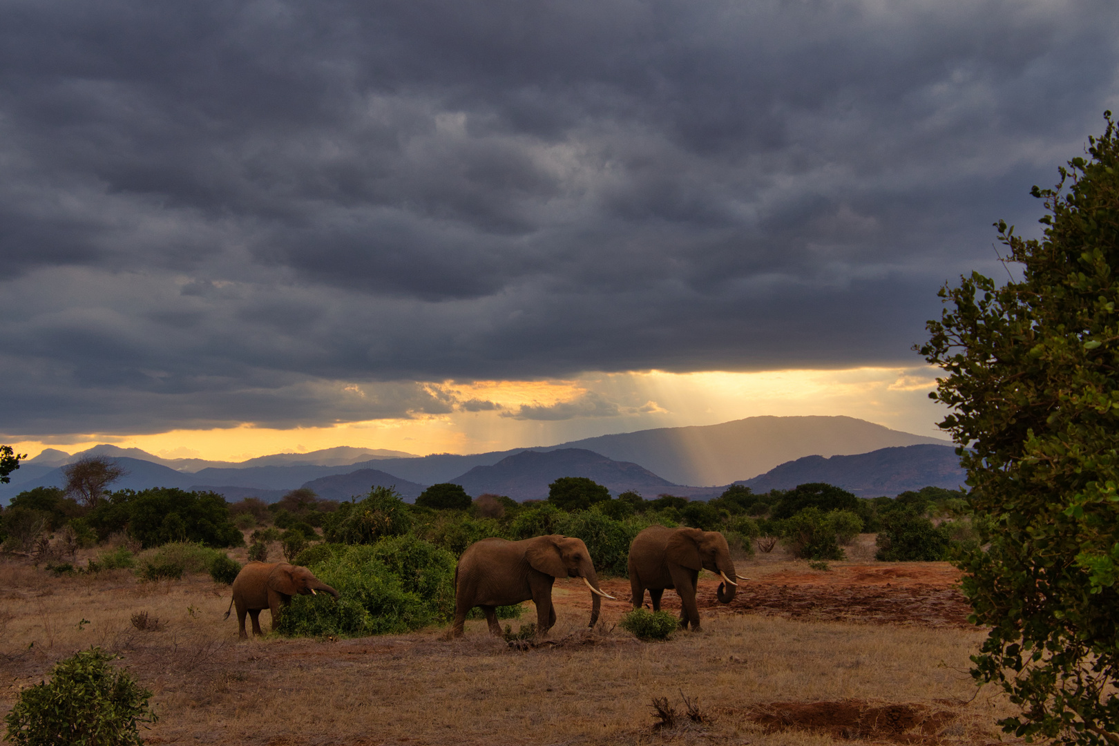 Elefanten in Kenia