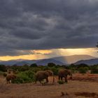 Elefanten in Kenia