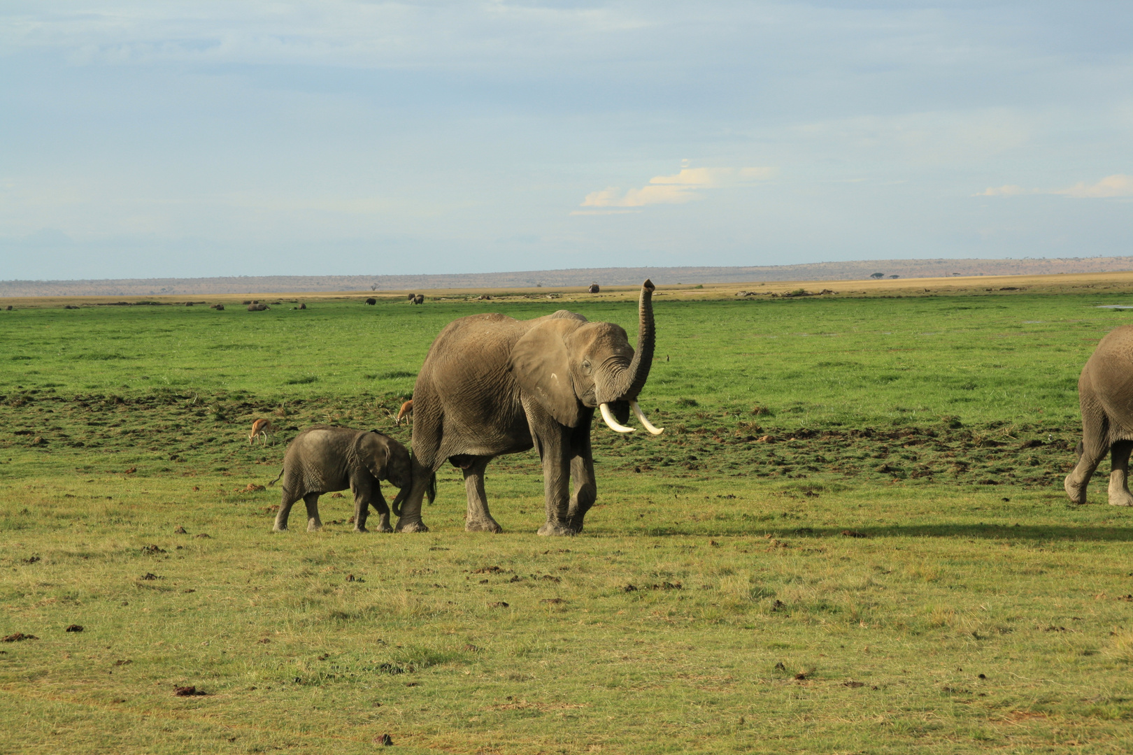 Elefanten in Kenia - Ambosli-Park