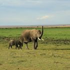 Elefanten in Kenia - Ambosli-Park