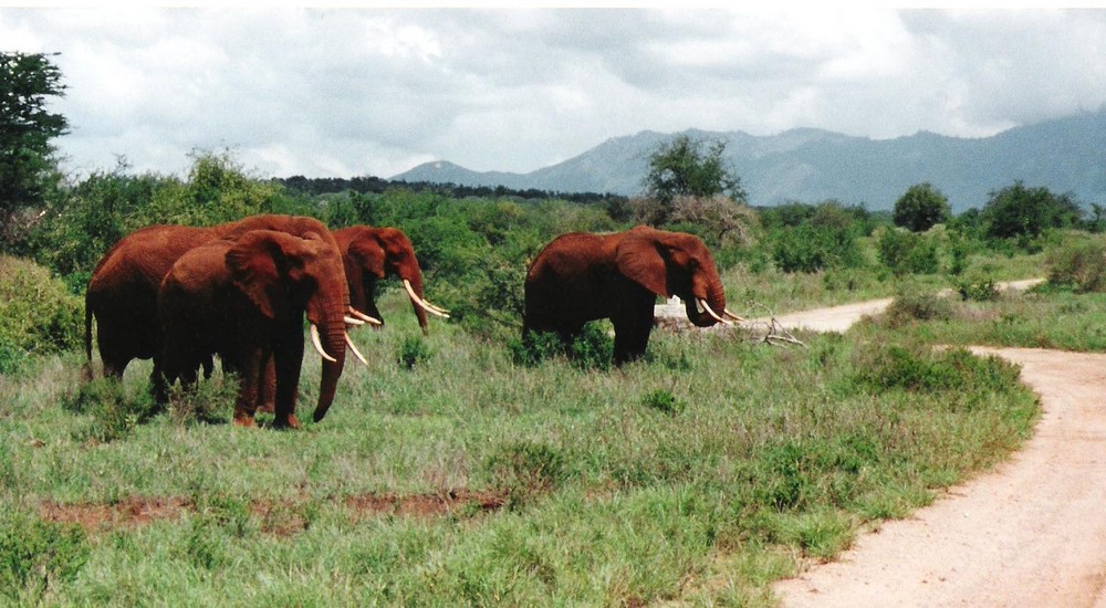 Elefanten in Kenia