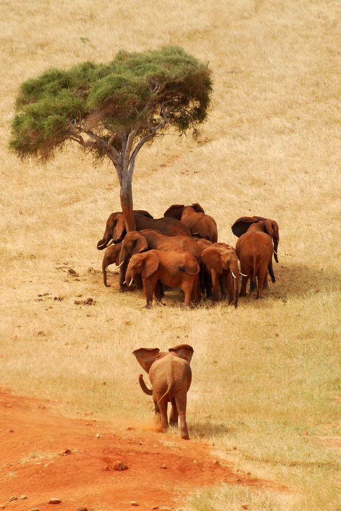 Elefanten in Kenia