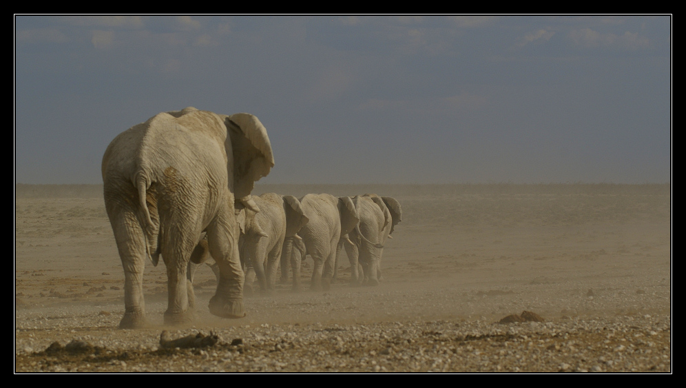 Elefanten in Reih' und Glied