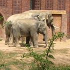 Elefanten in Reihe und Glied