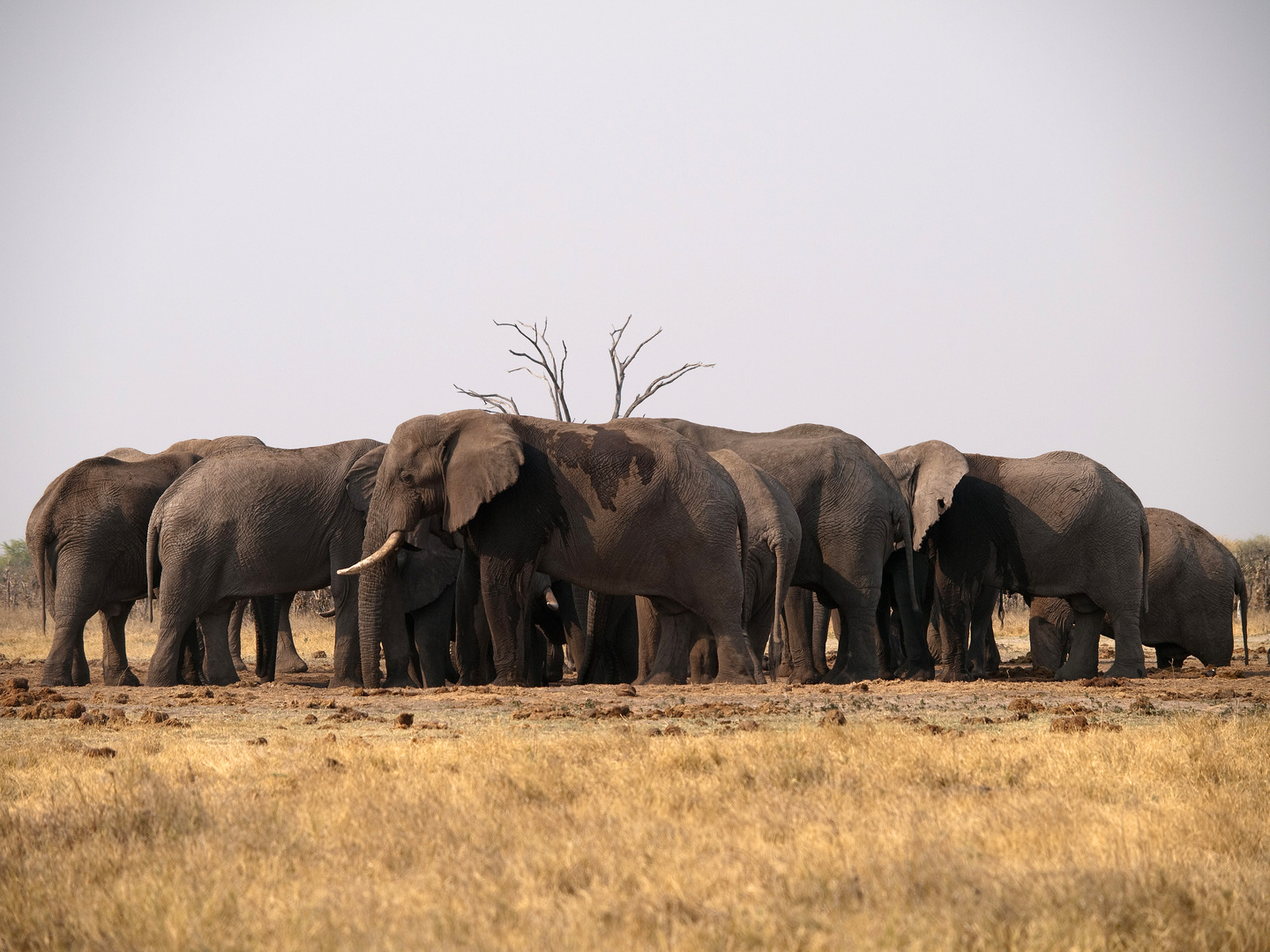 Elefanten in Savuti