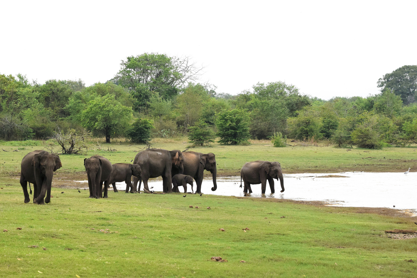 Elefanten in Sri Lanka 