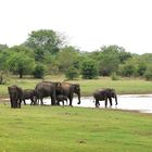 Elefanten in Sri Lanka 