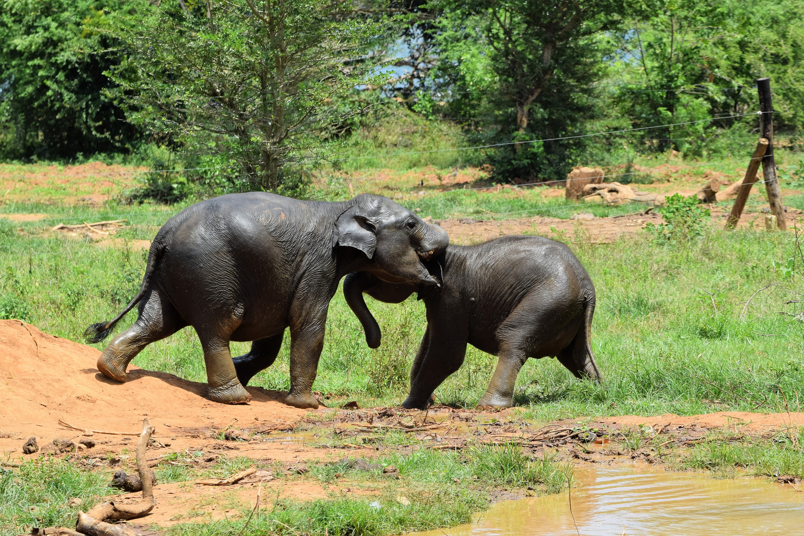 Elefanten in Sri Lanka