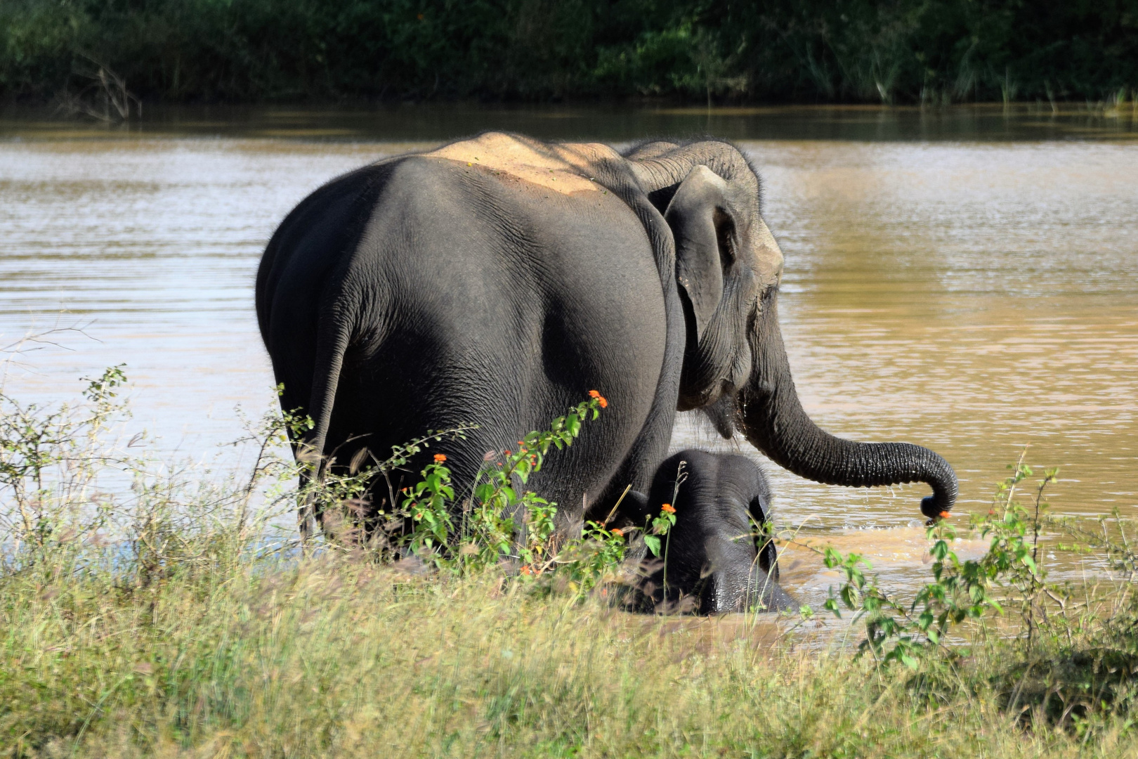 Elefanten in Sri Lanka