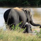 Elefanten in Sri Lanka