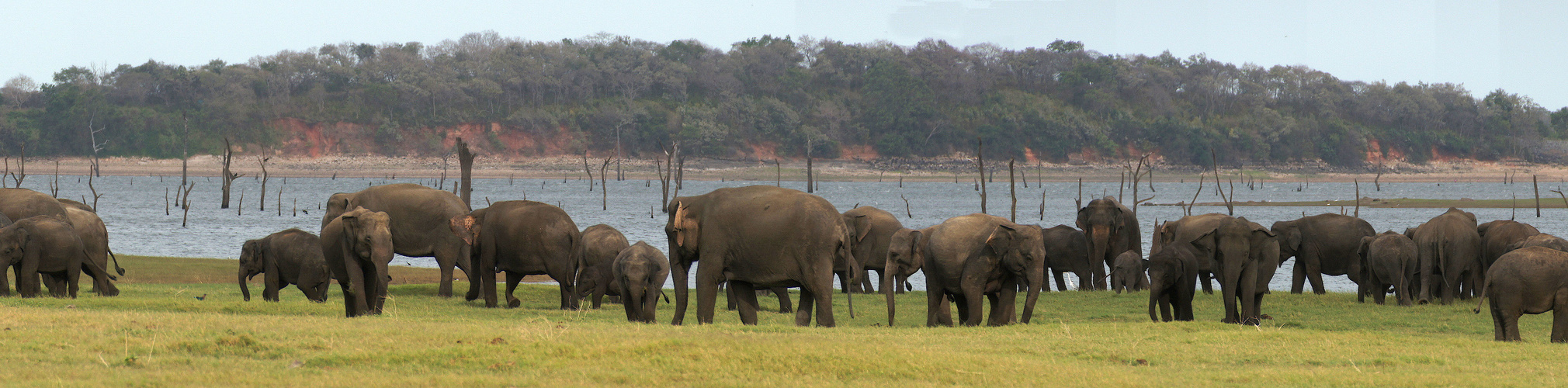 Elefanten in Sri Lanka