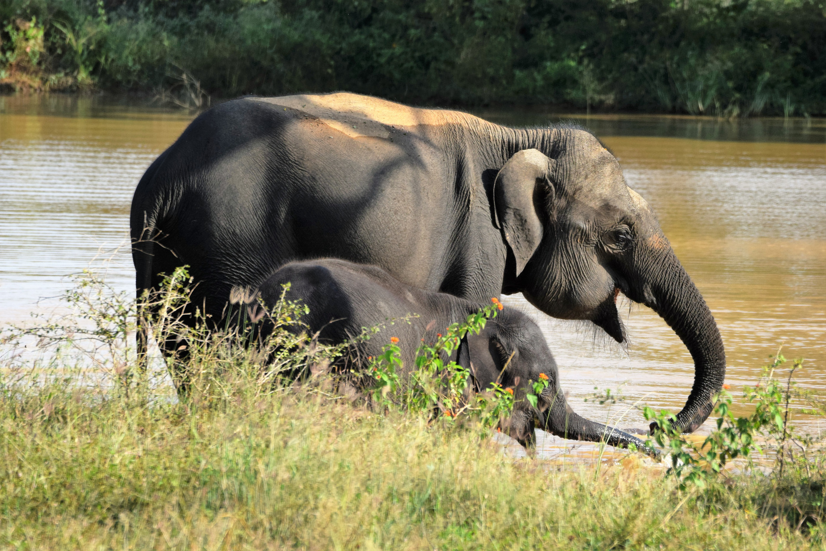 Elefanten in Sri Lanka