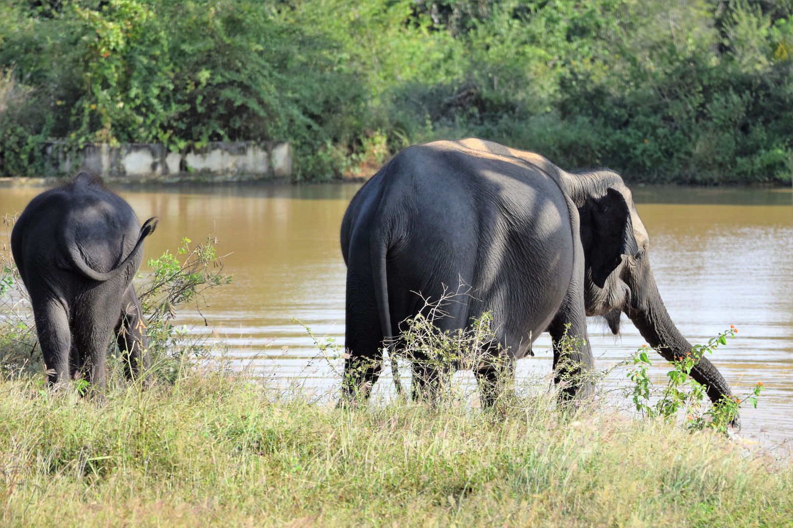 Elefanten in Sri Lanka