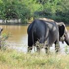 Elefanten in Sri Lanka