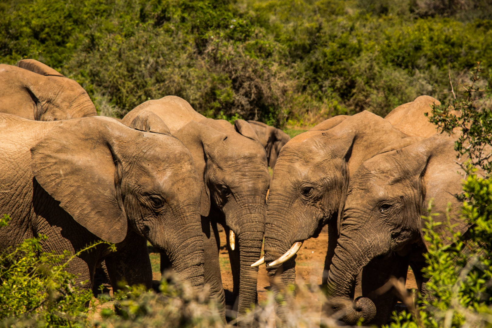 Elefanten in Südafrika 2 Foto & Bild | tiere, wildlife, südafrika