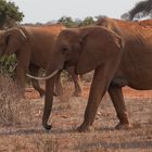 Elefanten in Tsavo