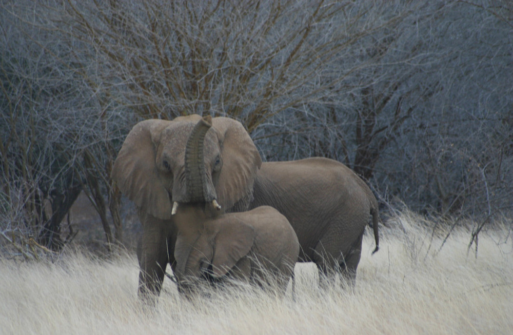 Elefanten in Tsavo