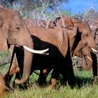 Elefanten in Tsavo West