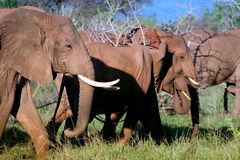 Elefanten in Tsavo West
