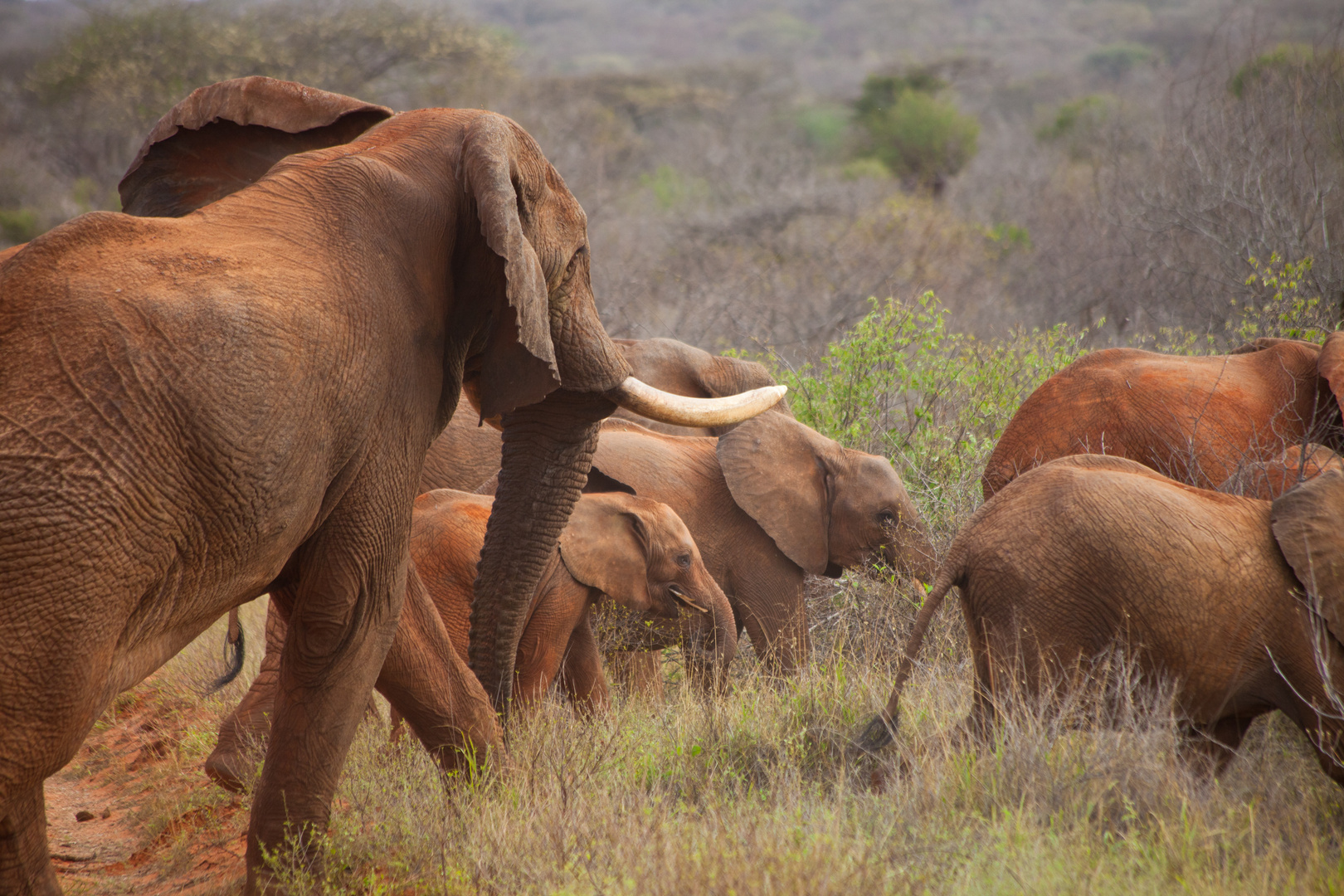 Elefanten in Tsavo West