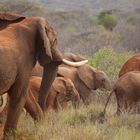 Elefanten in Tsavo West