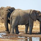 Elefanten in Tsumcor_1