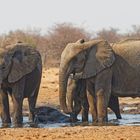 Elefanten in Tsumcor_10