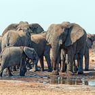 Elefanten in Tsumcor_2
