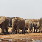 Elefanten in Tsumcor_7