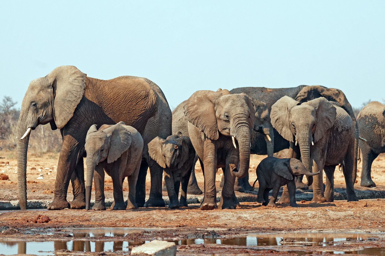 Elefanten in Tsumcor_9