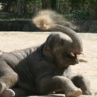 Elefanten Jungtier spielt im Sand