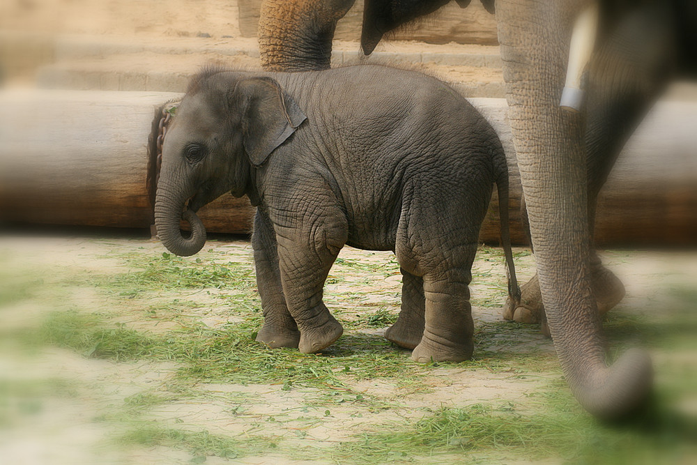 Elefanten-Junior!