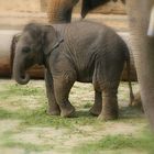 Elefanten-Junior!