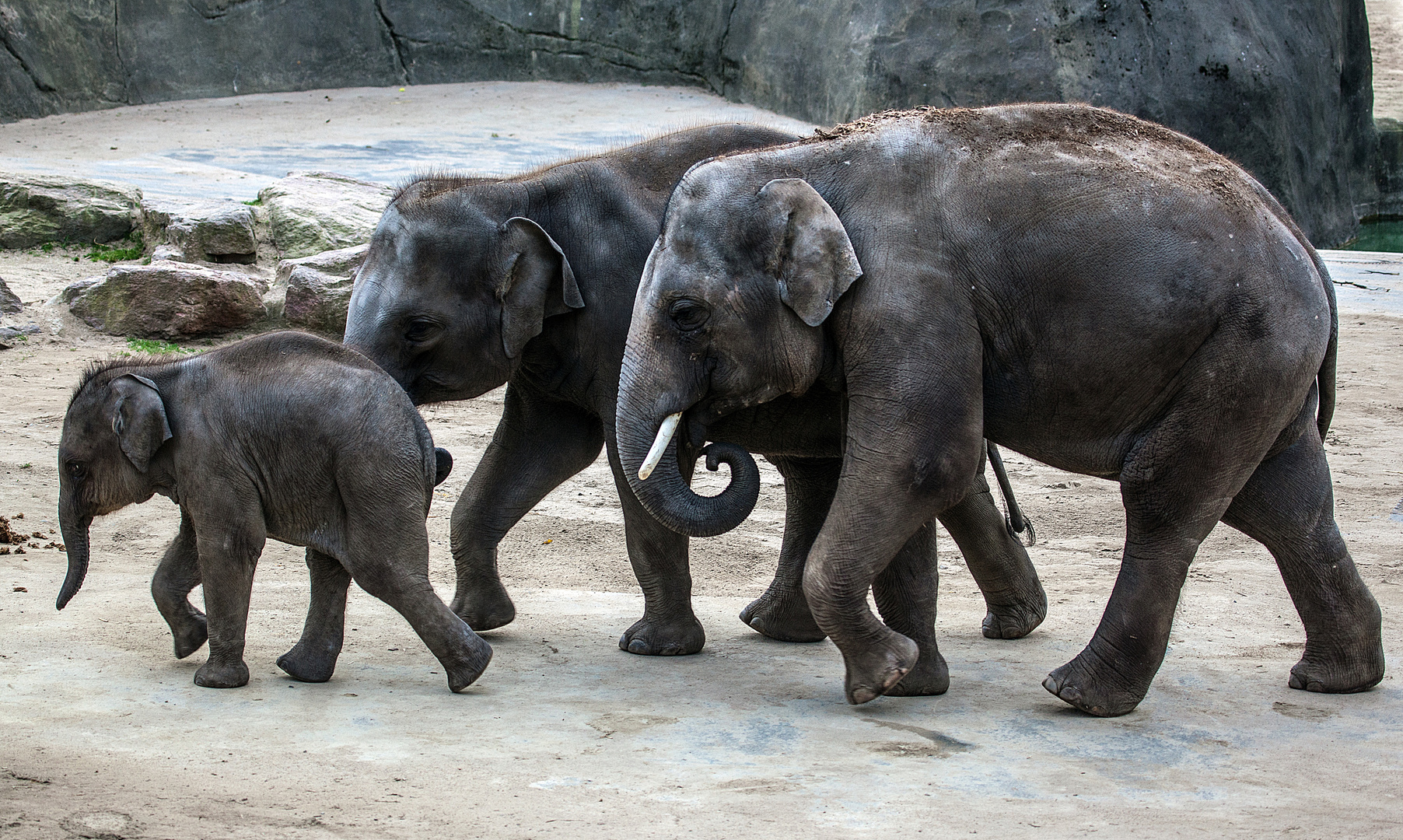 Elefanten-Kindergarten im Kölner Zoo