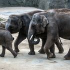 Elefanten-Kindergarten im Kölner Zoo