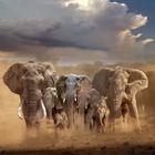 Elefanten kommen