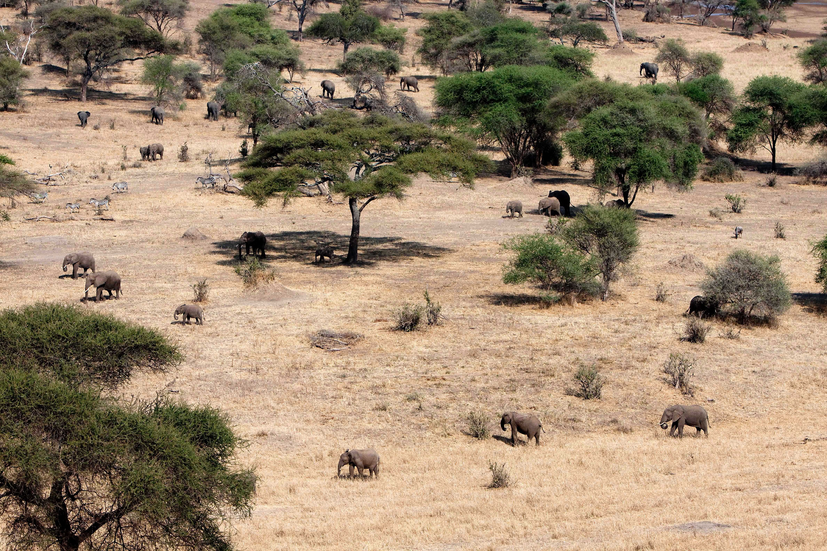 Elefanten kommen vom Tarangire - Fluss